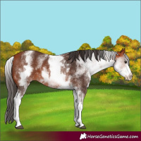 Horse Color:White Spotted Bay