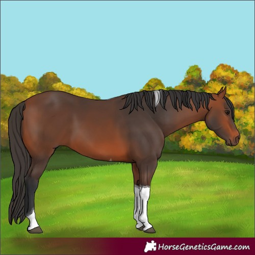 Horse Color:Bay Tobiano 
