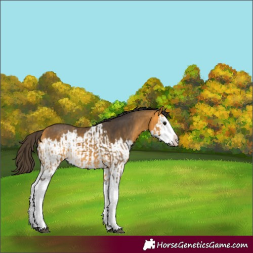 Horse Color:Buckskin Splash  and Buckskin Splash 