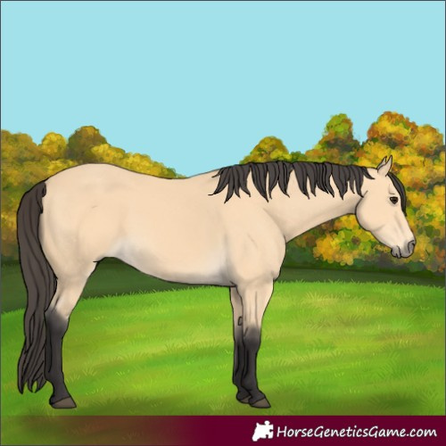 Horse Color:Buckskin 