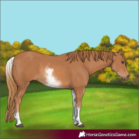 Horse Color:White Spotted Chestnut 