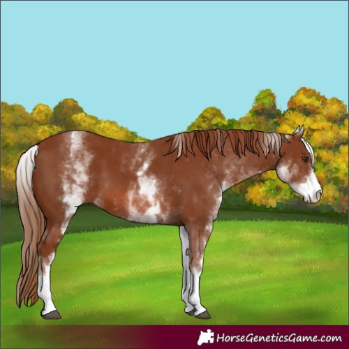 Horse Color:White Spotted Chestnut 