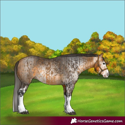 Horse Color:Buckskin Splash and Gray Buckskin Splash