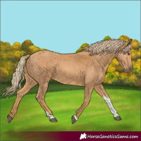 Horse Color:Chestnut Tobiano