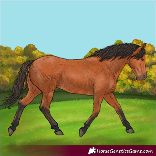 Horse Color:Bay 