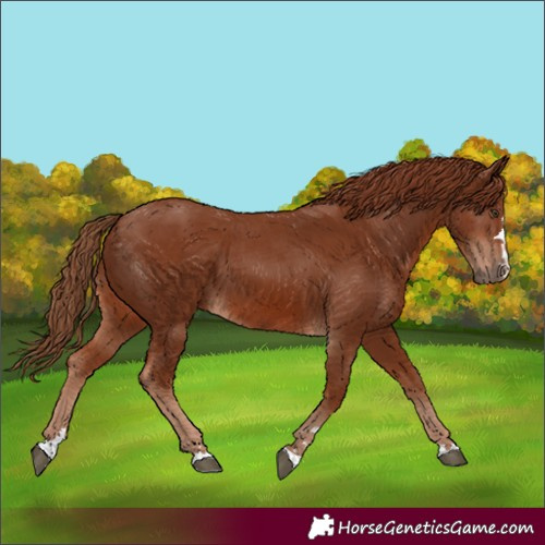 Horse Color:Chestnut 