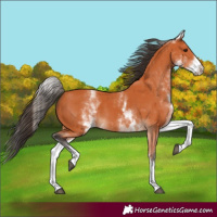 Horse Color:White Spotted Bay 