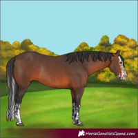 Horse Color:Brown Rabicano  and Brown Splash Rabicano 