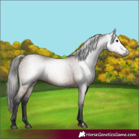 Horse Color:Gray Bay 