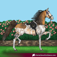 Horse Color:Buckskin Splash and Buckskin Splash