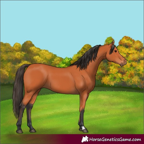Horse Color:Bay 