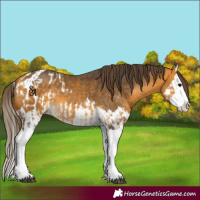 Horse Color:Buckskin Splash  and Buckskin Splash Appaloosa 