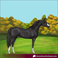 Horse Color:Smoky Black