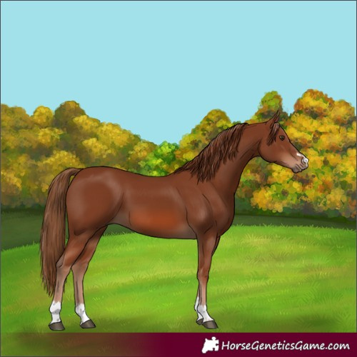 Horse Color:Chestnut 