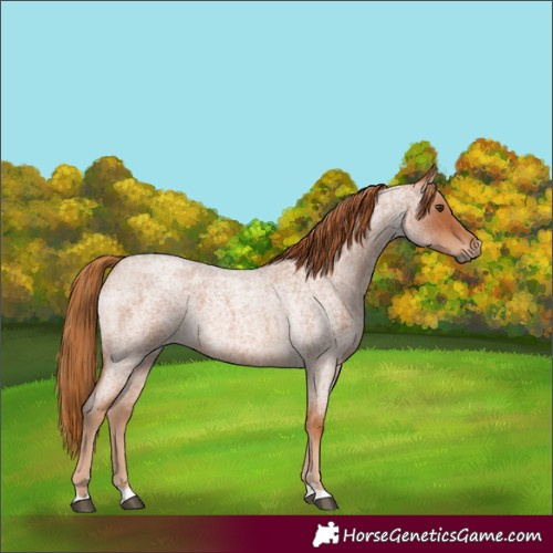 Horse Color:Red Roan 