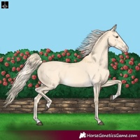 Horse Color:Palomino Dun Splash