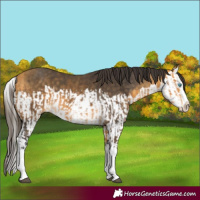 Horse Color:Buckskin Splash and Buckskin Splash