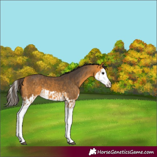 Horse Color:Buckskin Splash  and Buckskin Splash 
