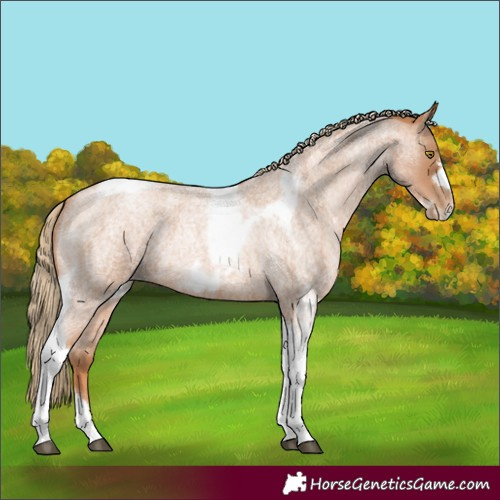 Horse Color:Red Roan Pearl Tobiano Frame
