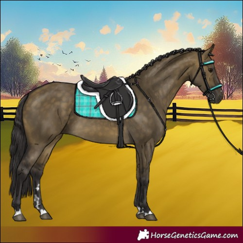 Horse Color:Buckskin Dun