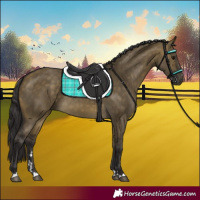 Horse Color:Buckskin Dun 