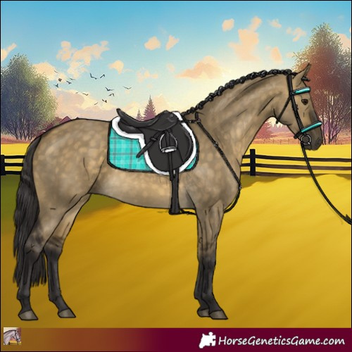 Horse Color:Buckskin Dun 