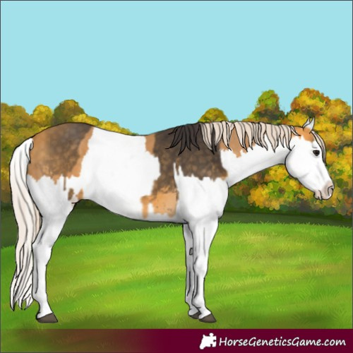 Horse Color:Buckskin Splash  and Palomino Splash 