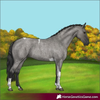 Horse Color:Grullo Roan Tobiano 