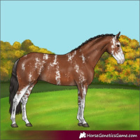 Horse Color:Bay Sabino  and Bay Sabino 