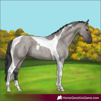 Horse Color:Grullo Roan Tobiano 