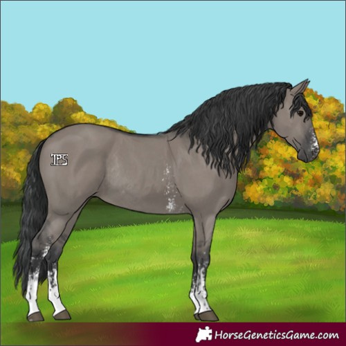 Horse Color:Grullo Sabino Rabicano 