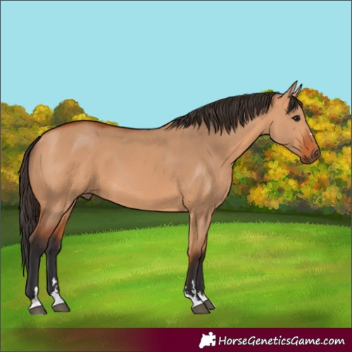 Horse Color:Bay Dun 