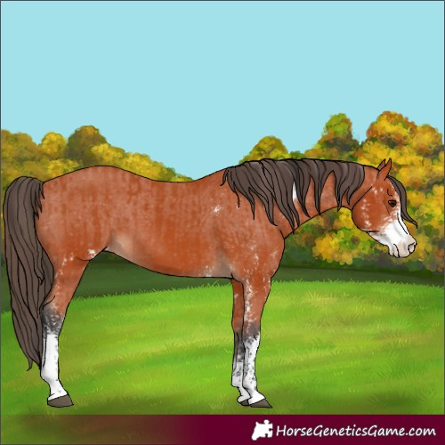 Horse Color:Bay Sabino and Bay Sabino Appaloosa