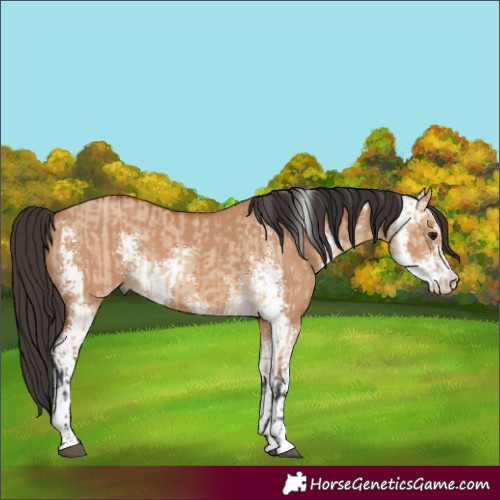 Horse Color:Bay Dun Sabino and Bay Dun Sabino