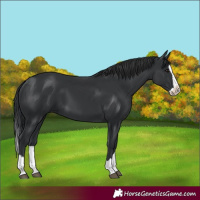 Horse Color:Unknown 