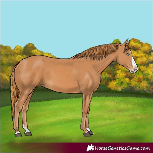 Horse Color:Chestnut Splash 