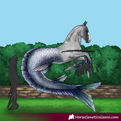 Horse Color:Blue Roan Appaloosa 