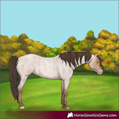 Horse Color:Amber Champagne Roan 