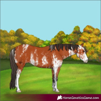 Horse Color:Bay Sabino  and Bay Sabino Rabicano 