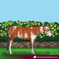 Horse Color:Bay Sabino  and Bay Sabino Rabicano 