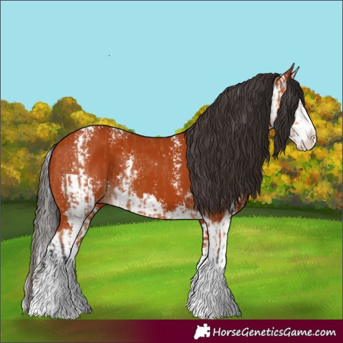 Horse Color:Unknown 