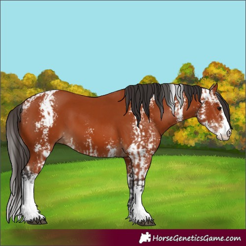 Horse Color:Bay Sabino  and Bay Sabino 