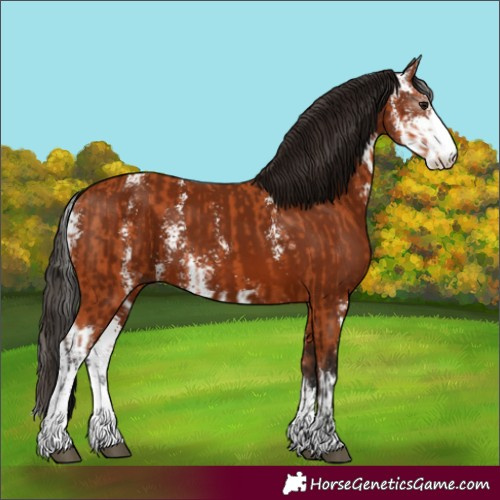 Horse Color:Bay Sabino  and Gray Bay Sabino 