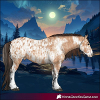 Horse Color:Bay Dun Sabino  and Bay Dun Sabino Appaloosa 