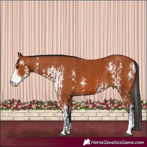 Horse Color:Bay Sabino  and Bay Sabino 