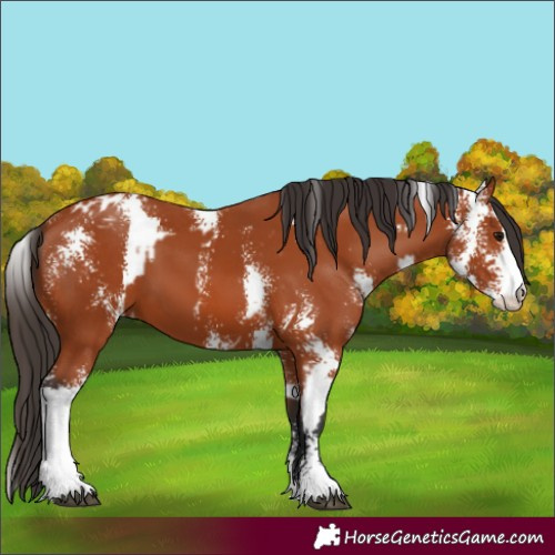Horse Color:Bay Sabino  and Bay Sabino Appaloosa 