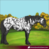 Horse Color:Black Near Leopard 