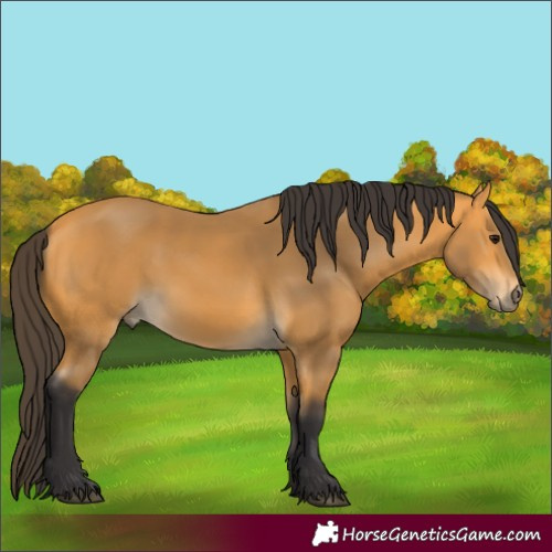 Horse Color:Buckskin 