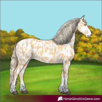 Horse Color:Palomino Appaloosa and Palomino Appaloosa
