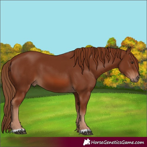 Horse Color:Chestnut 